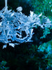 Porta Romana | Enchanted Forest
