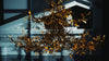 Porta Romana x Grange Park Opera | © Laurence Hills