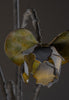 Lila Ceiling Light